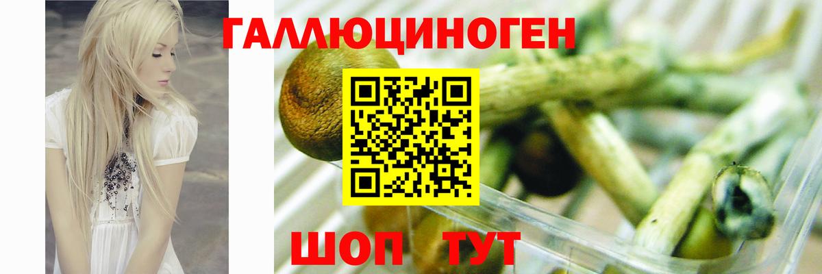 Галлюциногенные грибы Psilocybe Конаково